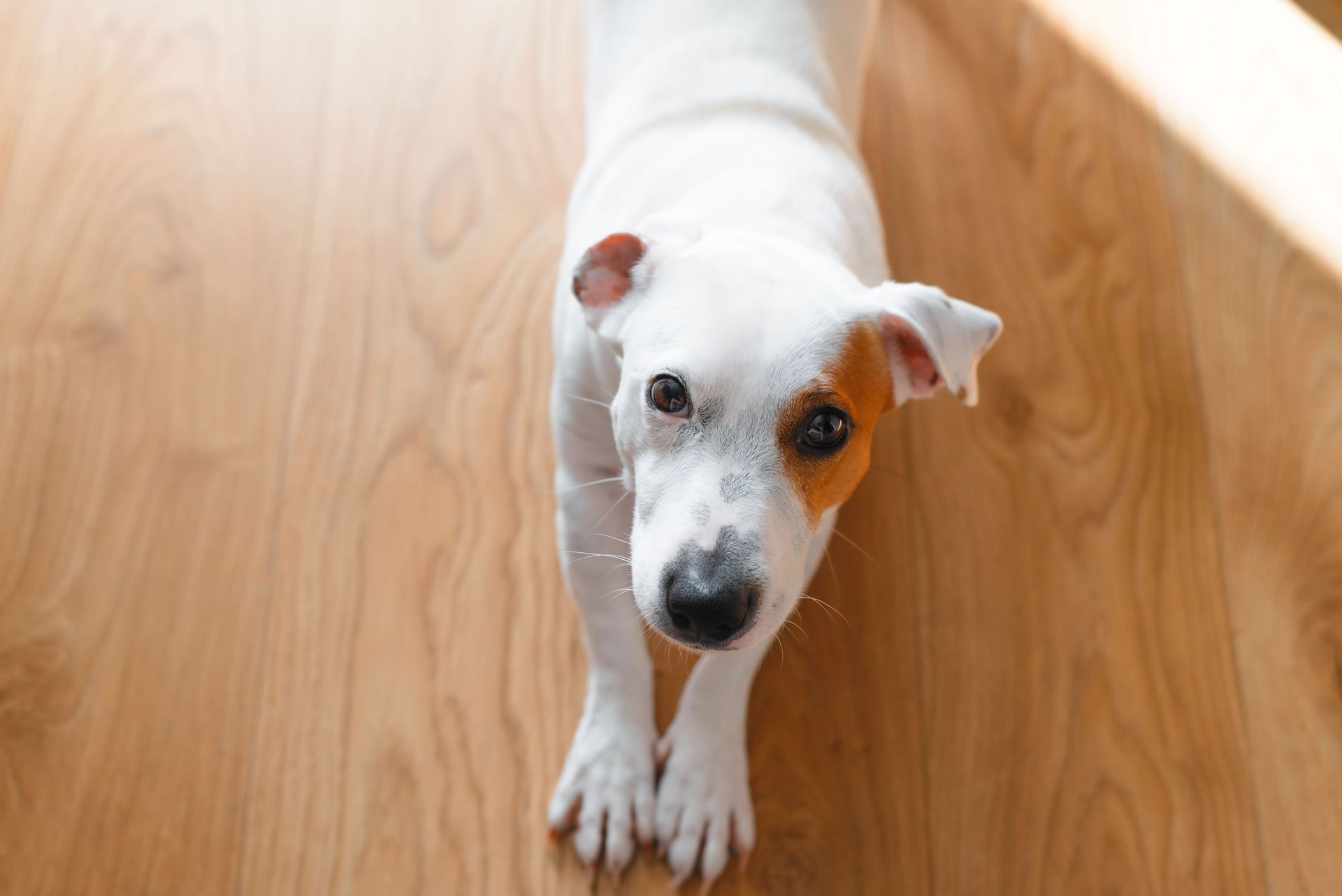 Happy dog sitting on vinyl pet friendly flooring in an Adelaide home by Modern Floors.