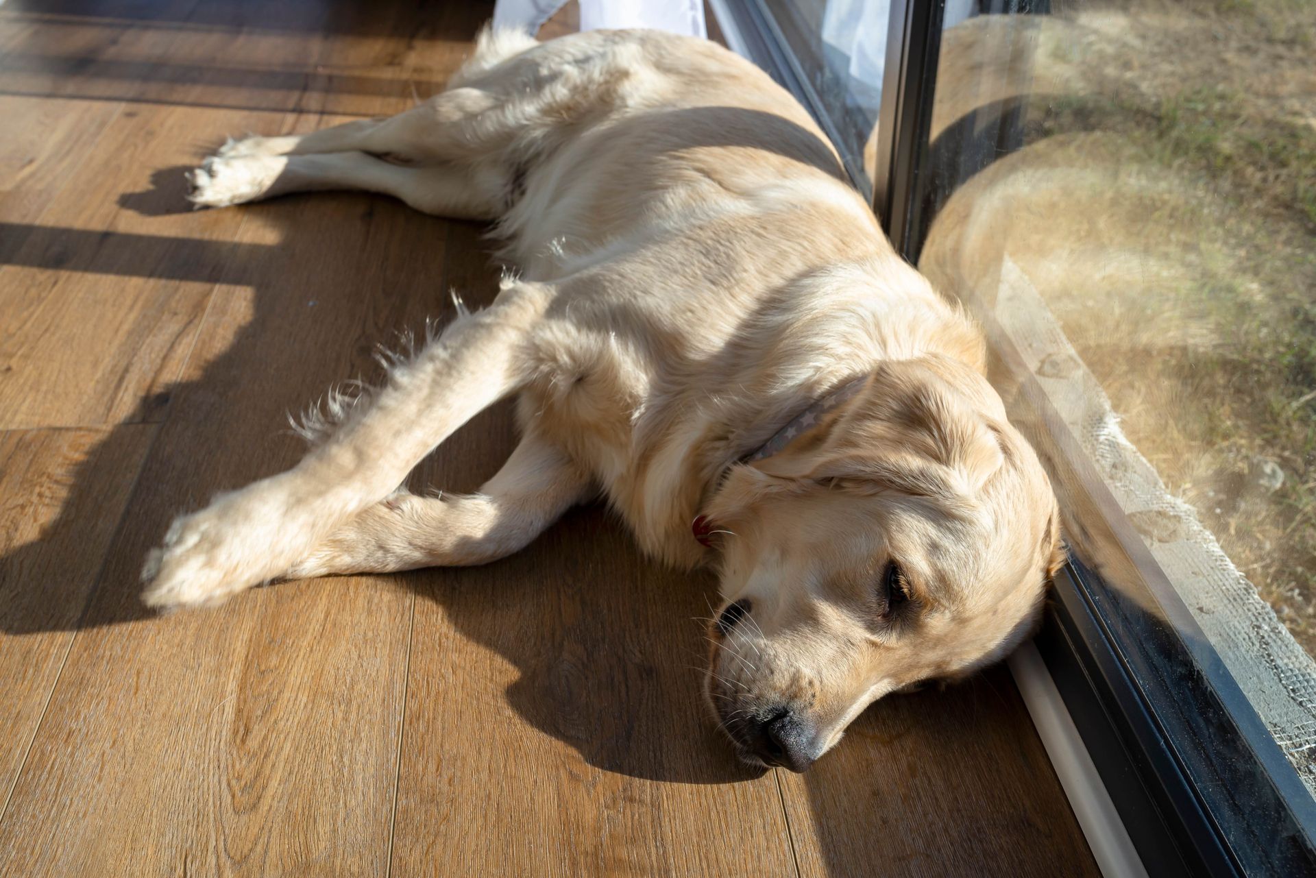 Luxury vinyl pet friendly flooring in Adelaide home, scratch resistant and waterproof