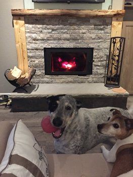 dogs in front of fire place