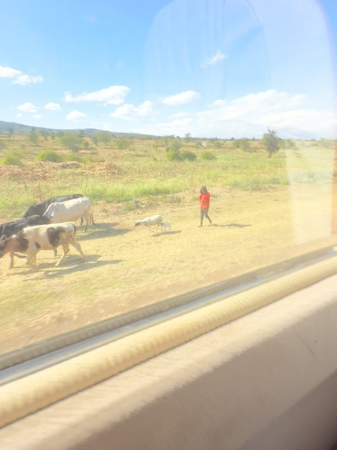 A person in a red shirt is standing in a field with cows.