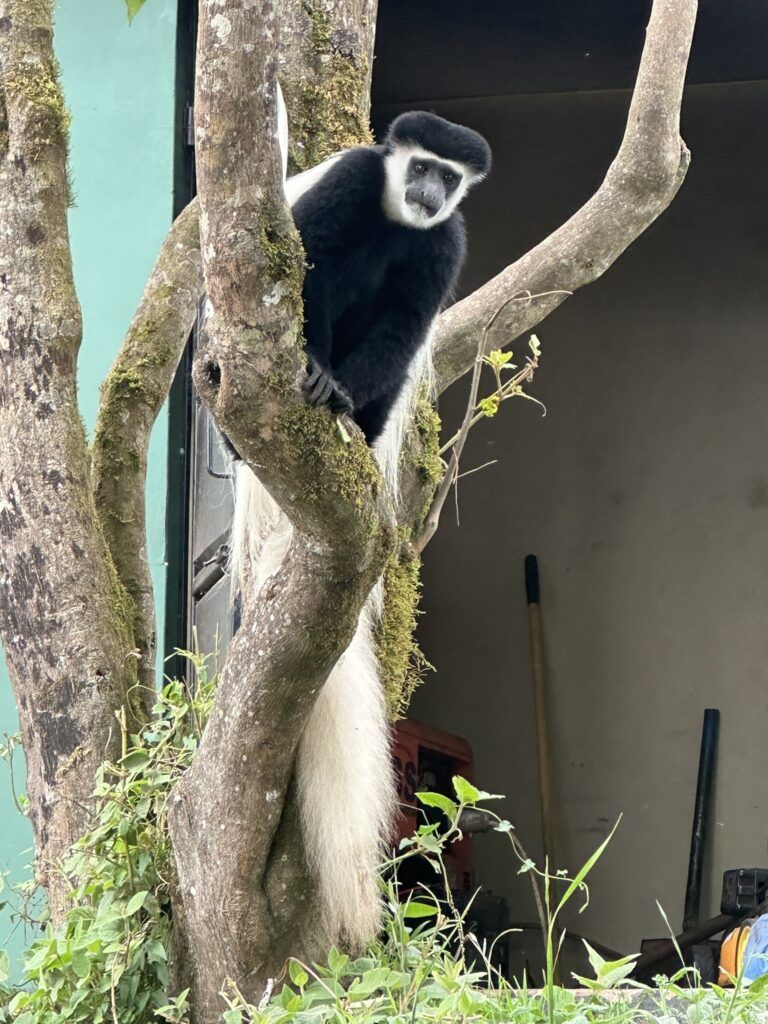 A black and white monkey is sitting on a tree branch.