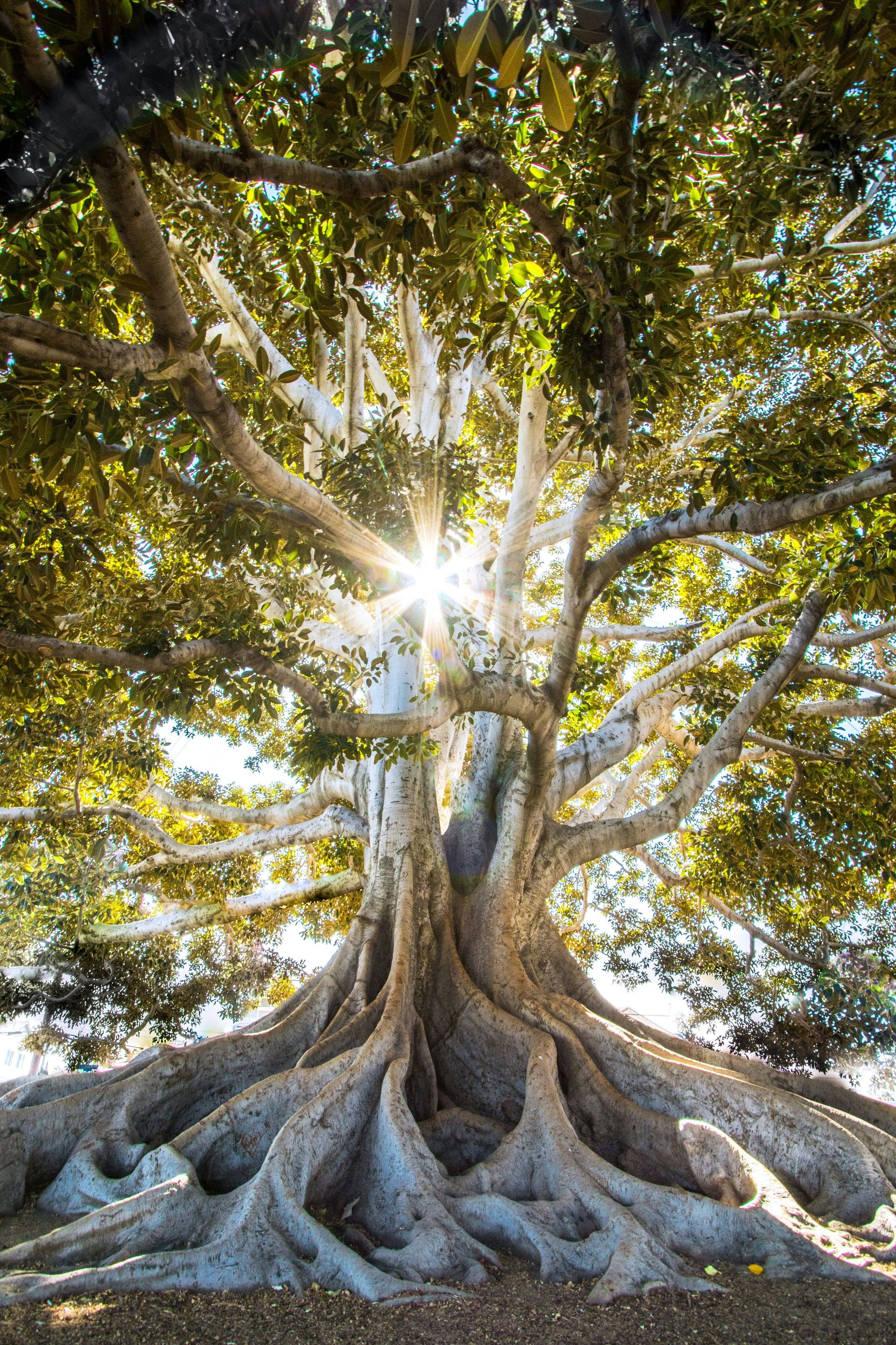 The sun is shining through the branches of a tree.