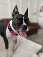 Photo of a Boston Terrier with it's tongue sticking out