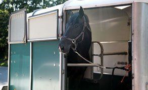 horse boxes and trailers