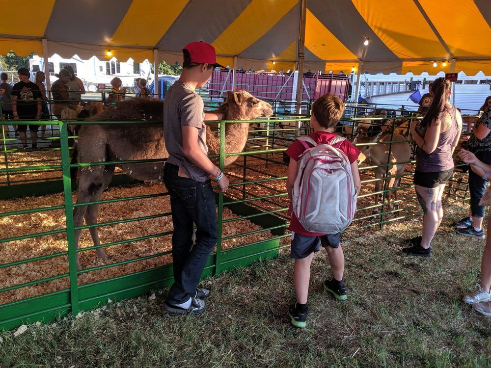 A group of people are looking at a camel in a pen.