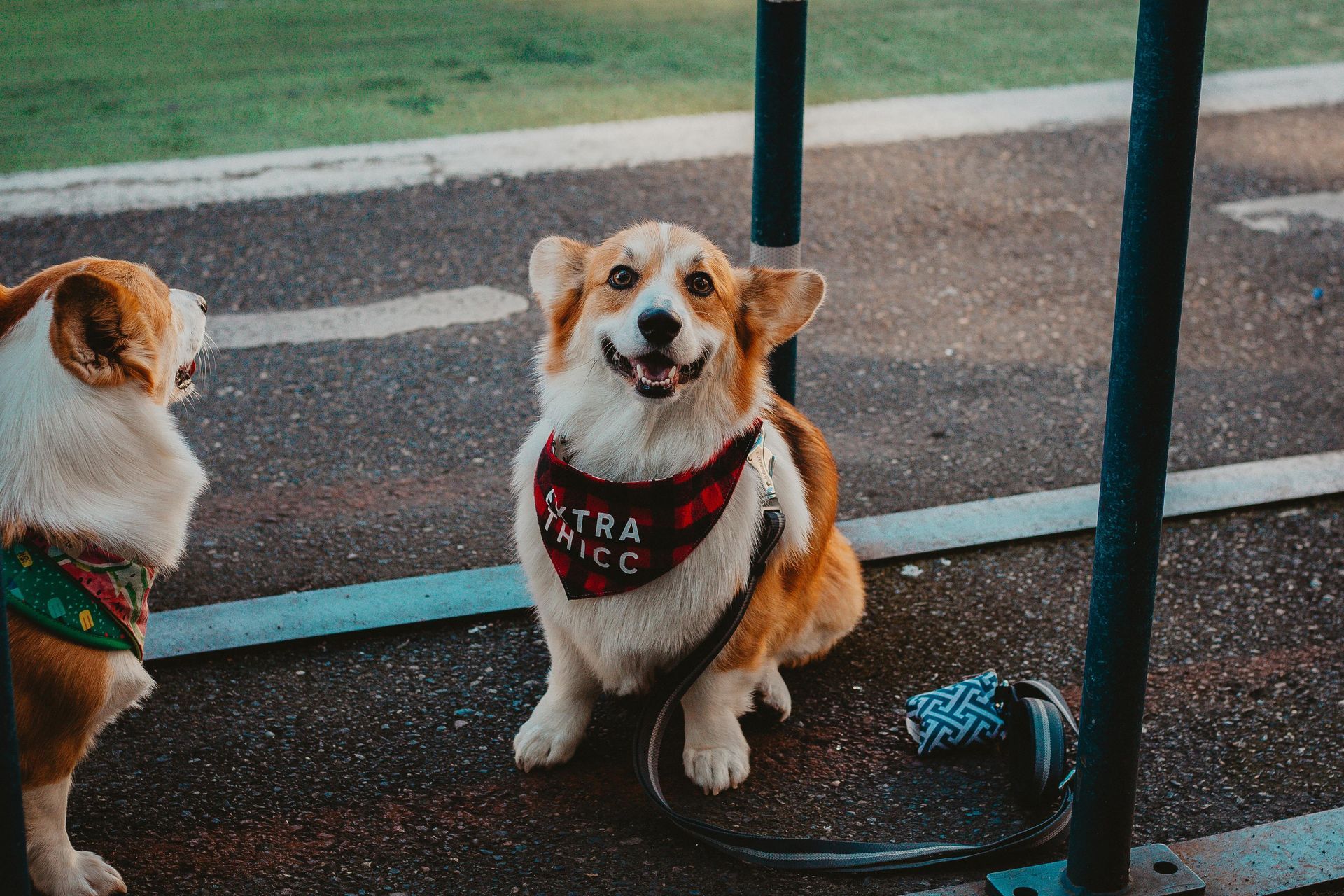 Two corgi dogs are sitting next to each other on the sidewalk.