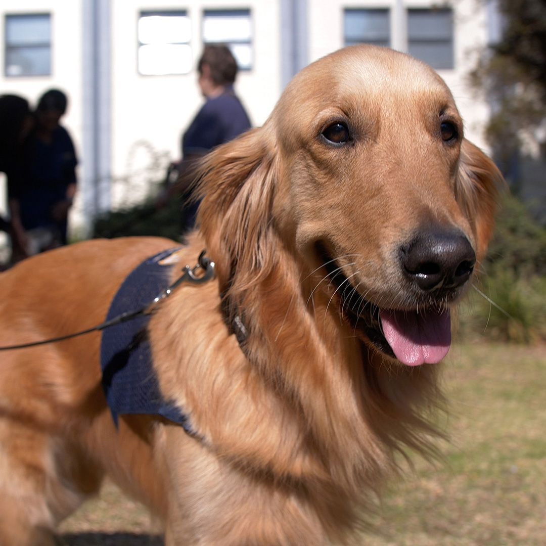 Orlando, the therapy dog