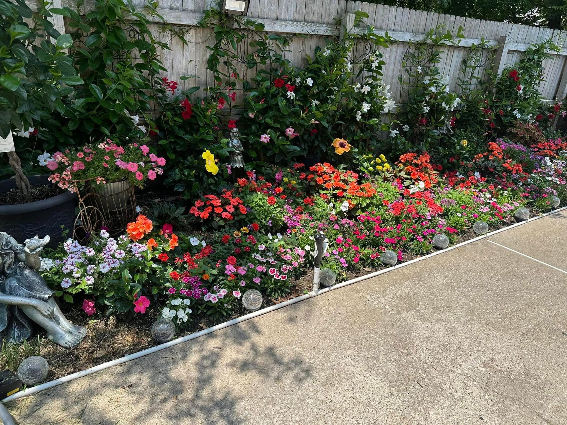 Colorful flower bed next to a paved walkway, with a white fence backdrop.