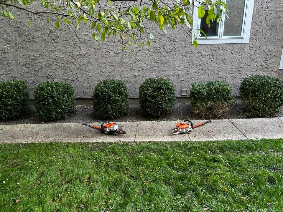Row of trimmed bushes along a walkway with two hedge trimmers lying on the path in front of them.