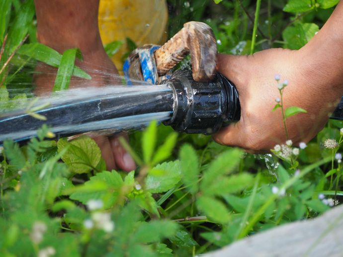 Hand holding a garden hose spraying water over green plants in a garden