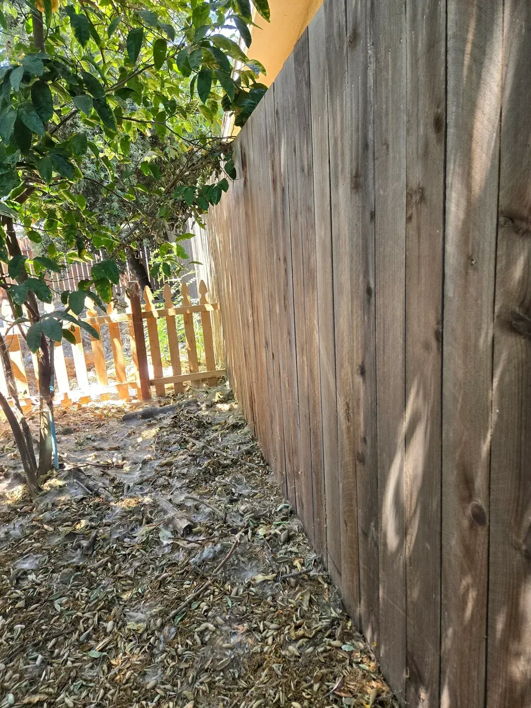 Wooden fence in a yard with leaves and a small tree; sunlight casts shadows.