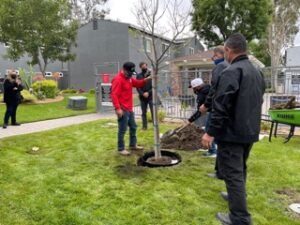 Tree planting services
