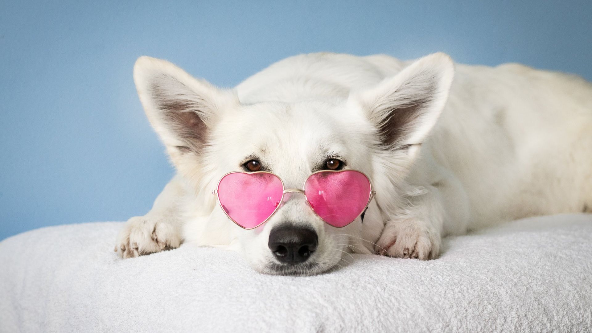White dog with a heart pink shaped eye glasses