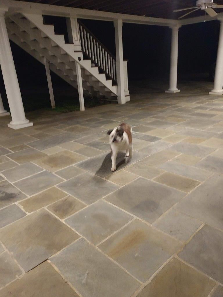 A brown and white dog is standing on a tiled floor in front of stairs.