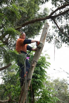 Trees Trimmed and Shaped, Tree Removal, Bears Tree Removals, Stump Removal, Trees Removed