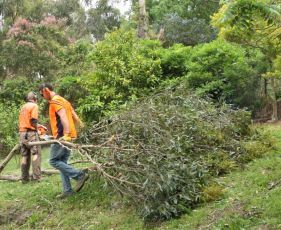 Trees Trimmed and Shaped, Tree Removal, Bears Tree Removals, Stump Removal, Trees Removed Tree, Qualified Staff, Tree Mulching, Bears Tree Removal, Bears, Bear