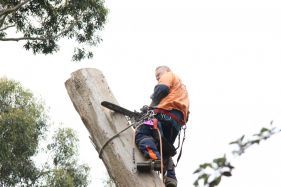 Trees Trimmed and Shaped, Tree Removal, Bears Tree Removals, Stump Removal, Trees Removed, tree Muching, Tree, Qualified Arborist, Bears Tree Removal, Bears, Bear