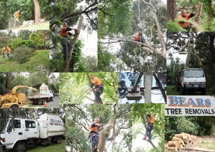 Bears Tree Removals, Bears Trees, Bears, Bear, Tree Removal, BTR