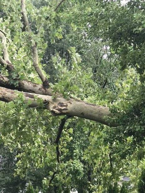 Arborist in a tree, wearing safety gear. Yellow shirt, blue sky, trimming branches.