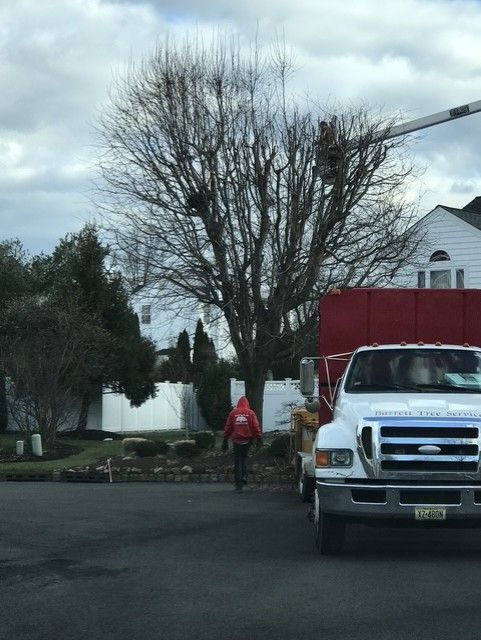 A tree trimmer in blue jacket and harness on a tall tree, cutting branches under cloudy sky. A tree trimmer in blue jacket and harness on a tall tree, cutting branches under cloudy sky.
