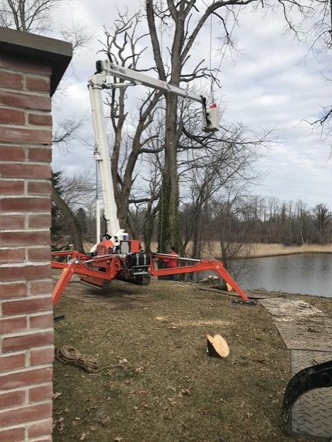 Arborist in a tree, cutting a branch with a chainsaw, wearing safety gear; outdoors.