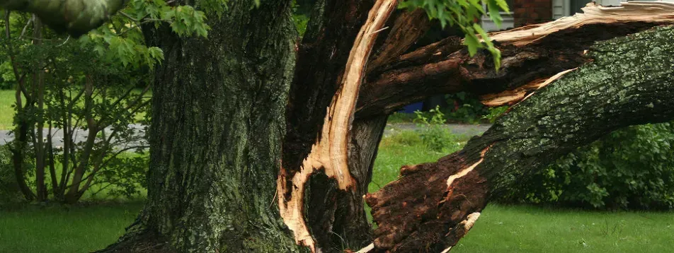 A large tree trunk split open, with light wood visible against the darker bark. Green leaves and grass. A large tree trunk split open, with light wood visible against the darker bark. Green leaves and grass.
