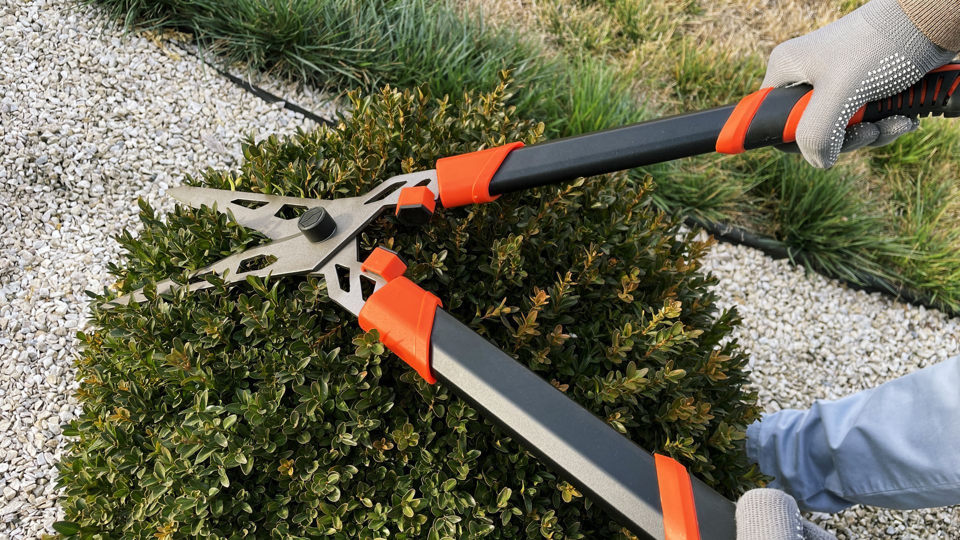 Person pruning a green bush with long-handled shears; outdoors near rocks and grass. Person pruning a green bush with long-handled shears; outdoors near rocks and grass.