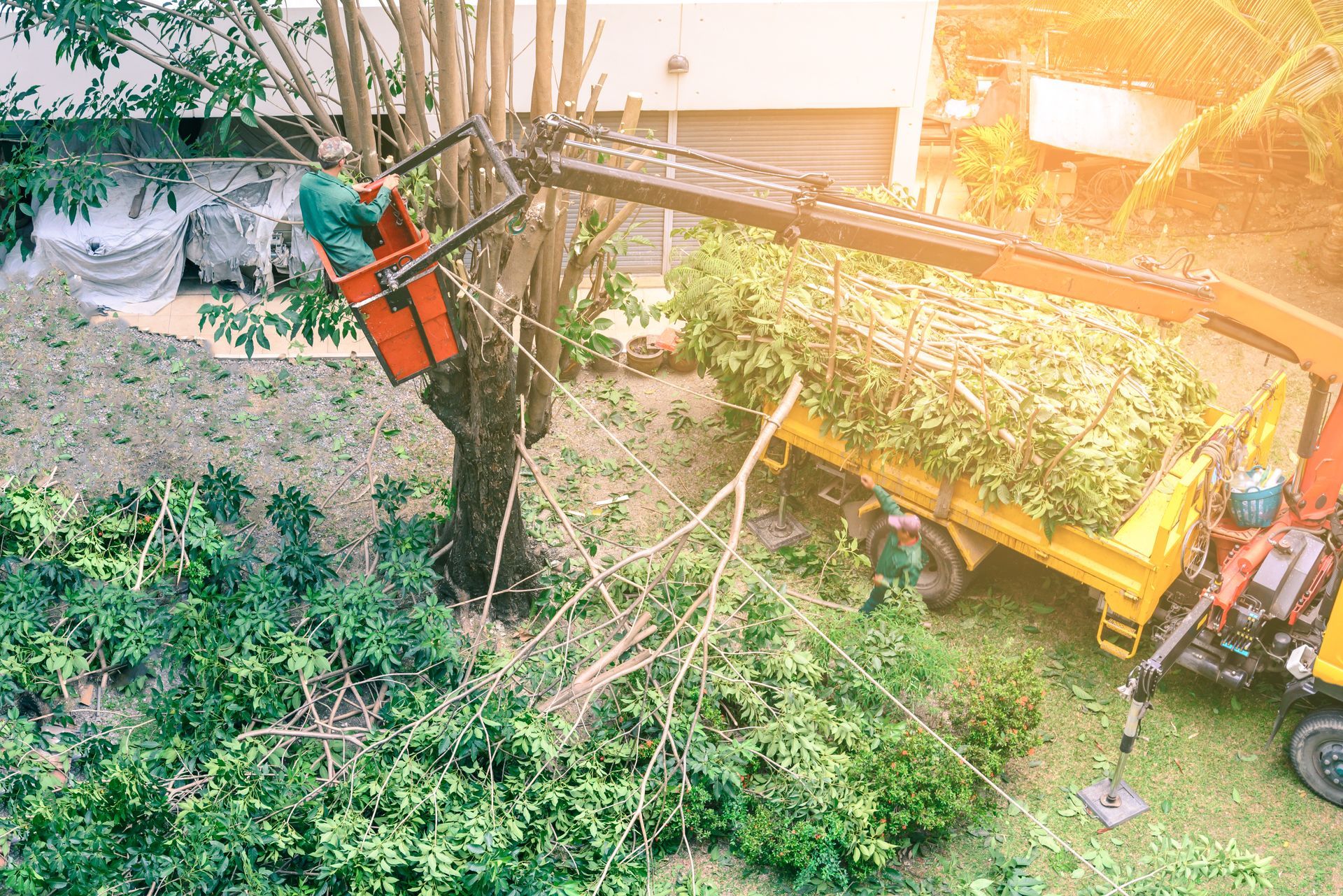 Tree service worker in a lift basket trimming a tree, dropping branches into a truck.
