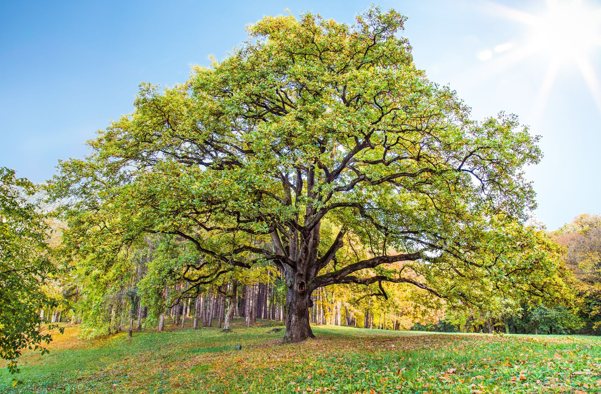 Oak tree with green leaves on a grassy hill, bright sun in the sky.