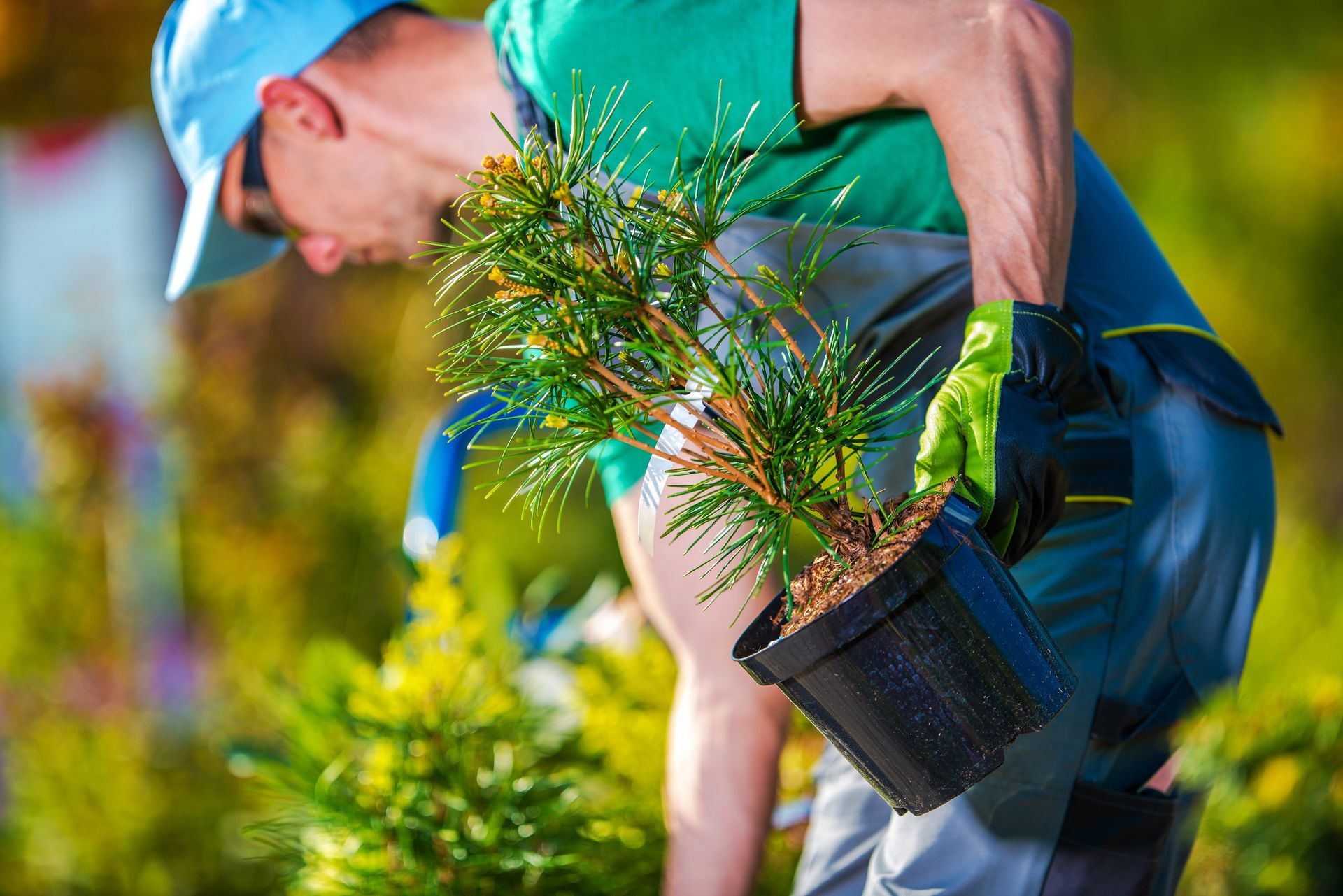 Man in green shirt and blue cap, planting a potted evergreen tree outdoors.