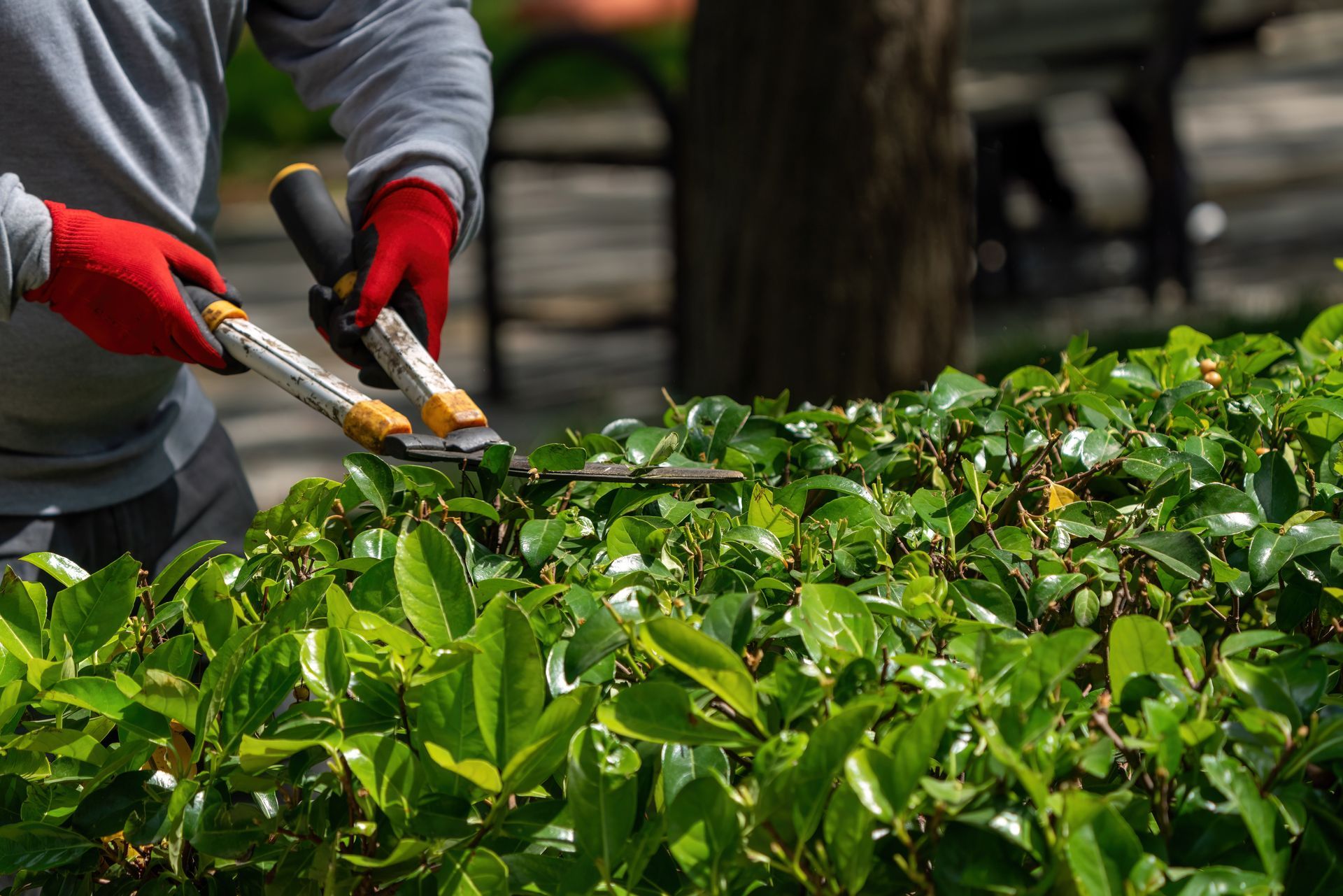 Person wearing red gloves, trimming a green hedge with shears outdoors. Person wearing red gloves, trimming a green hedge with shears outdoors.