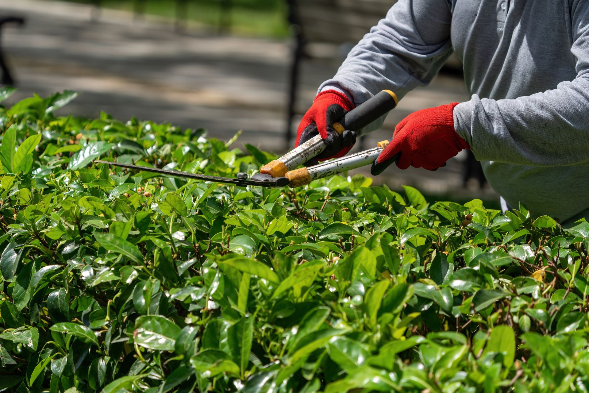 Person in red gloves trimming a green hedge with long-handled shears outdoors. Person in red gloves trimming a green hedge with long-handled shears outdoors.