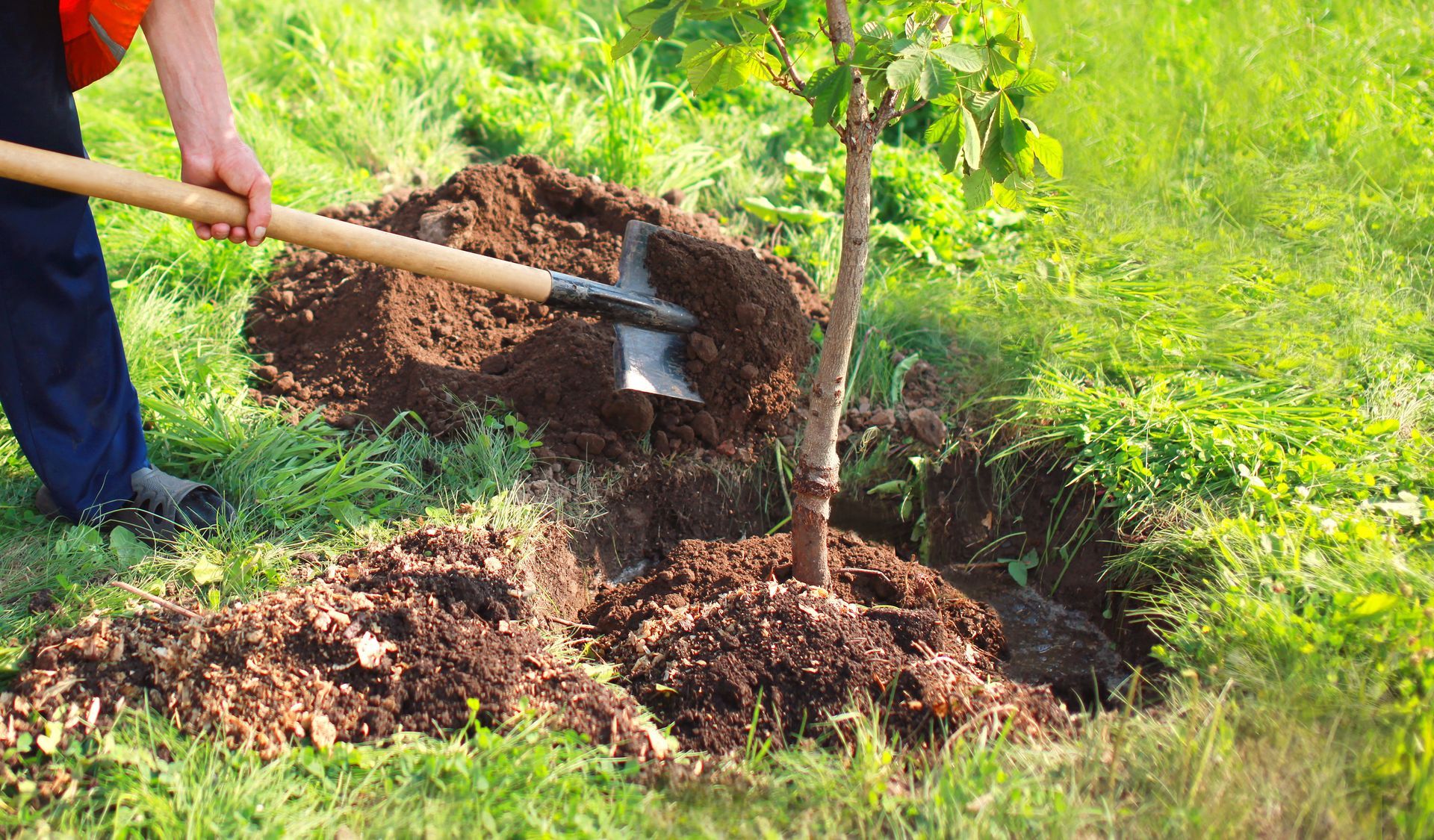 Person using a hoe to spread soil around the base of a young tree in a grassy area.