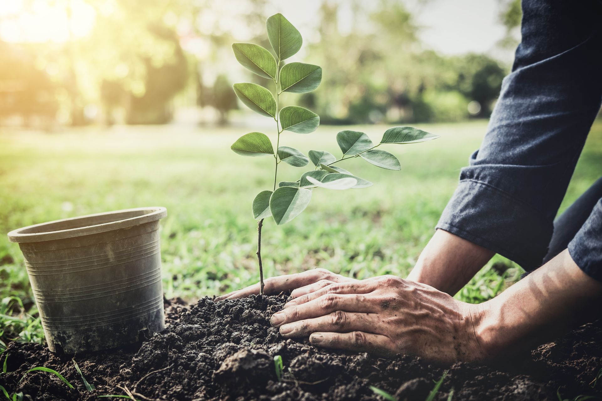 Person planting a small tree in a grassy area with a potted plant nearby.