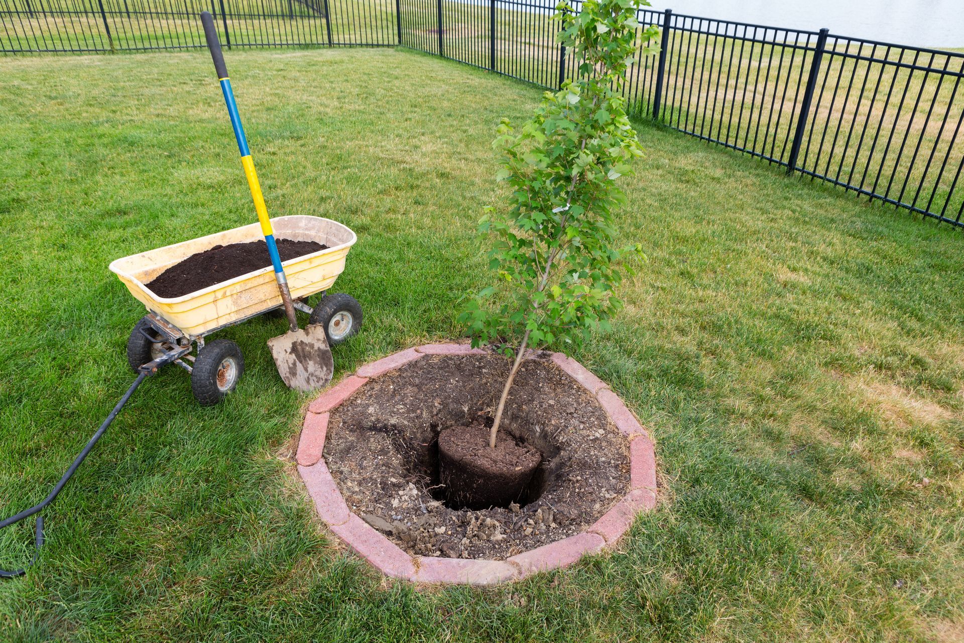 A tree being planted in a yard, with a wheelbarrow of soil and a shovel nearby.