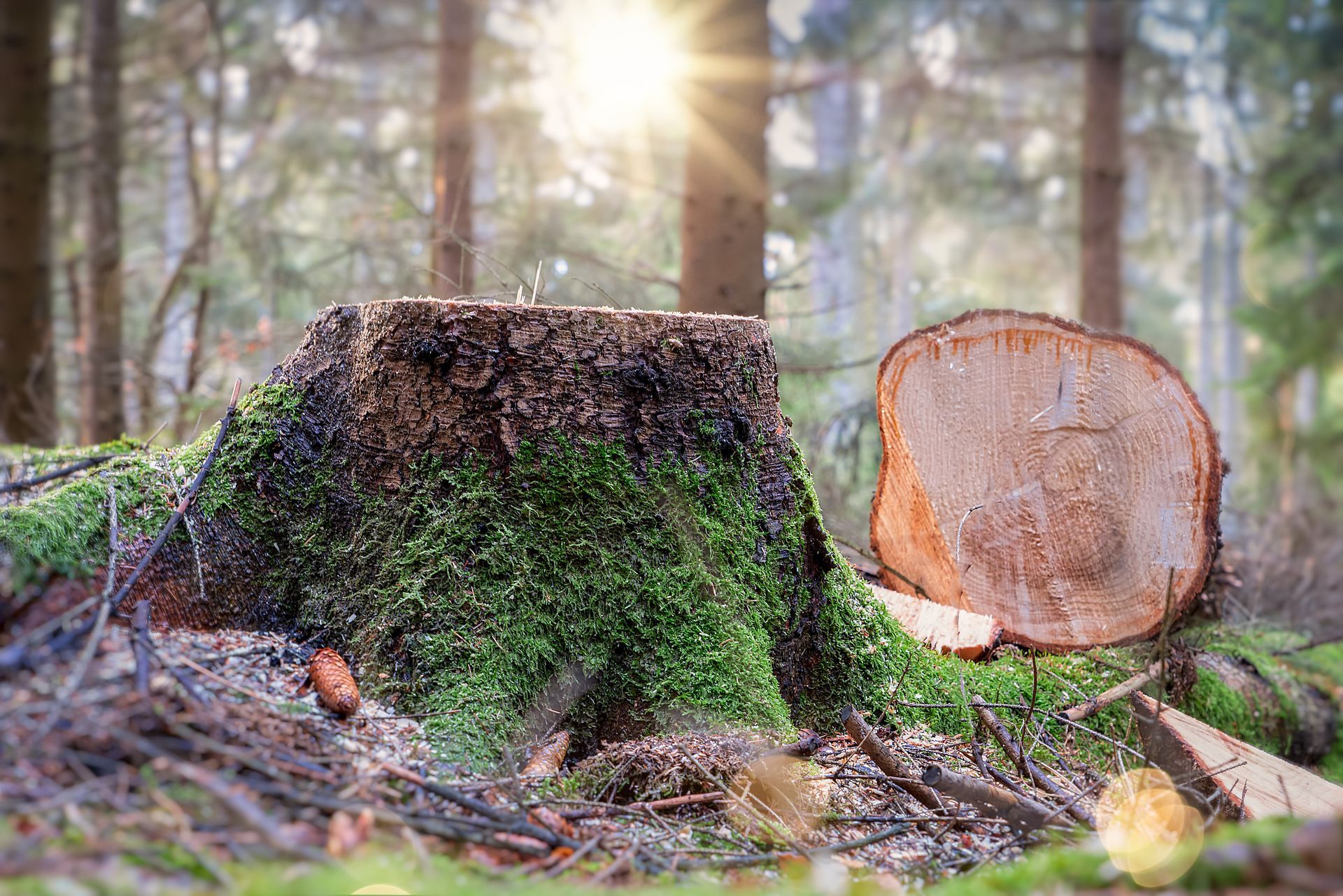 Moss-covered tree stump and cut log in a sunlit forest.