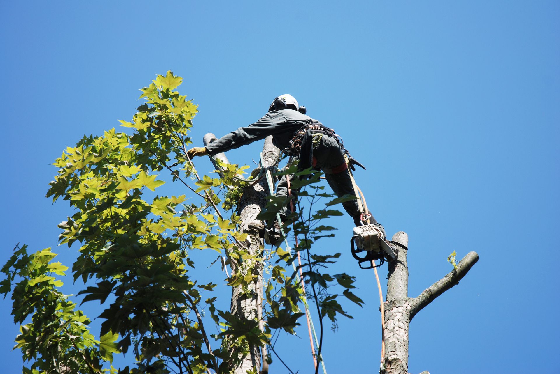 Arborist in safety gear, using a chainsaw to prune a tree against a blue sky. Arborist in safety gear, using a chainsaw to prune a tree against a blue sky.