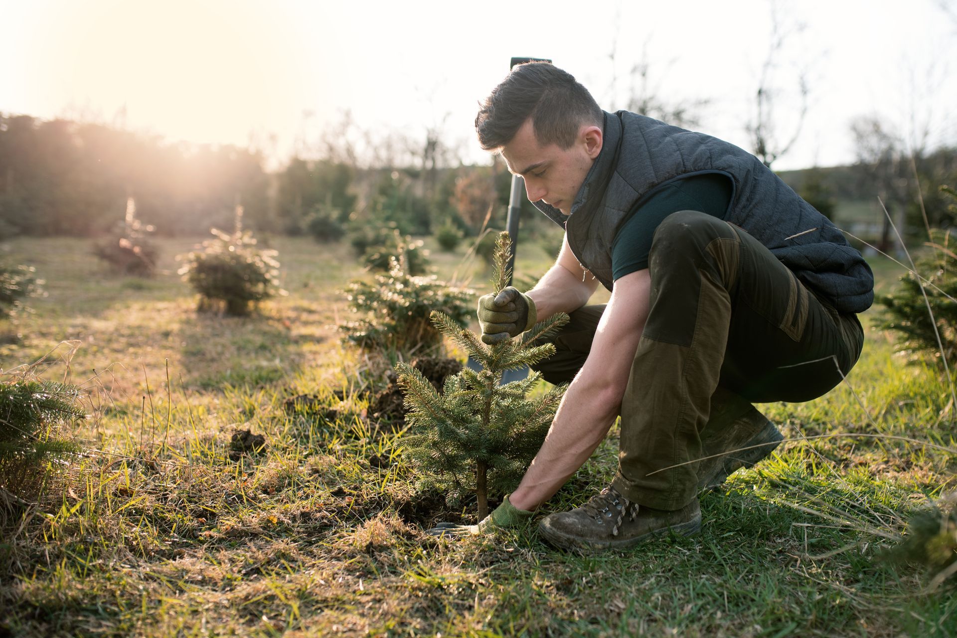 Man planting a small evergreen tree in a grassy field, sunlight in the background.