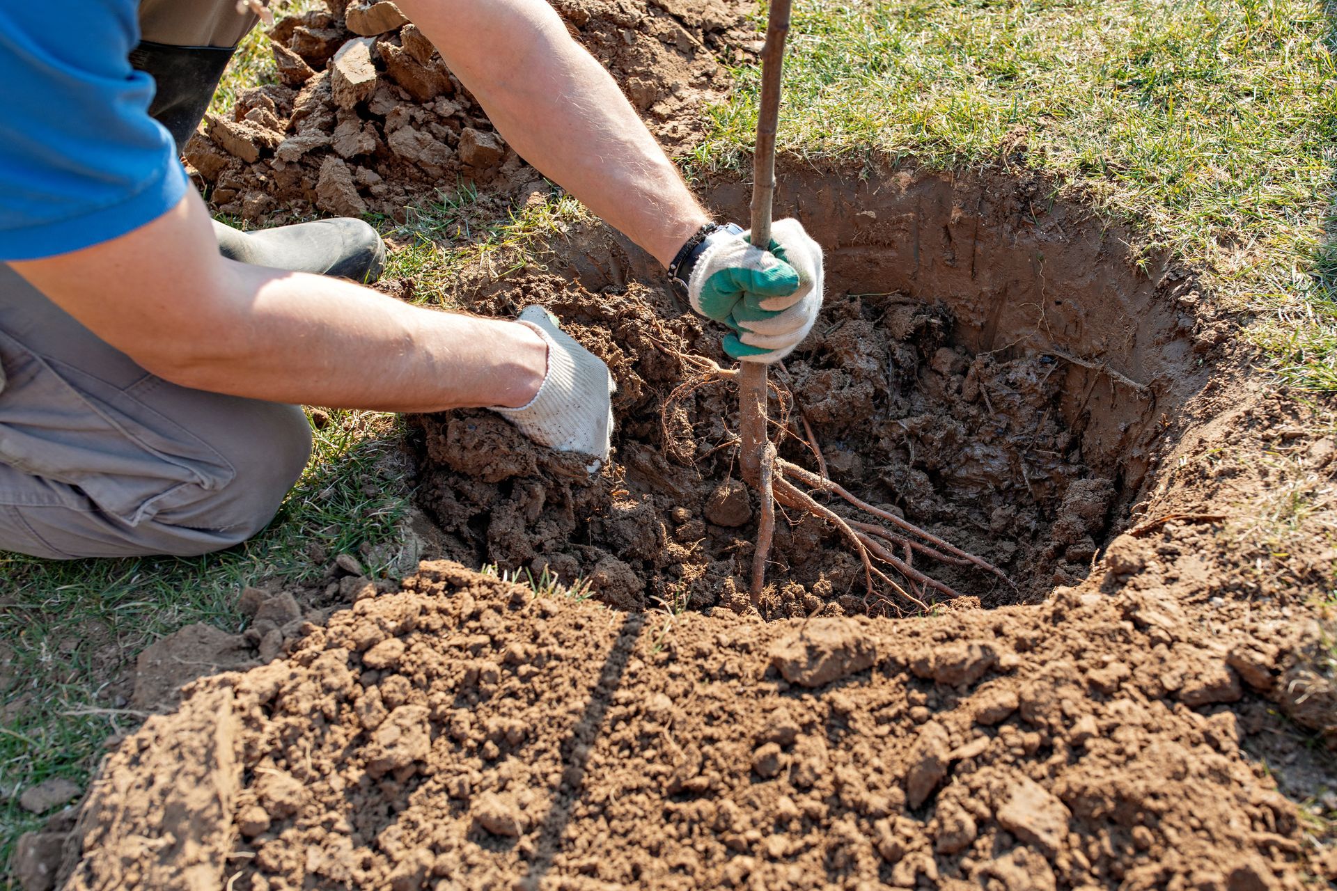 Person planting a tree; hands holding the trunk while adding soil. Earth tones, green grass.