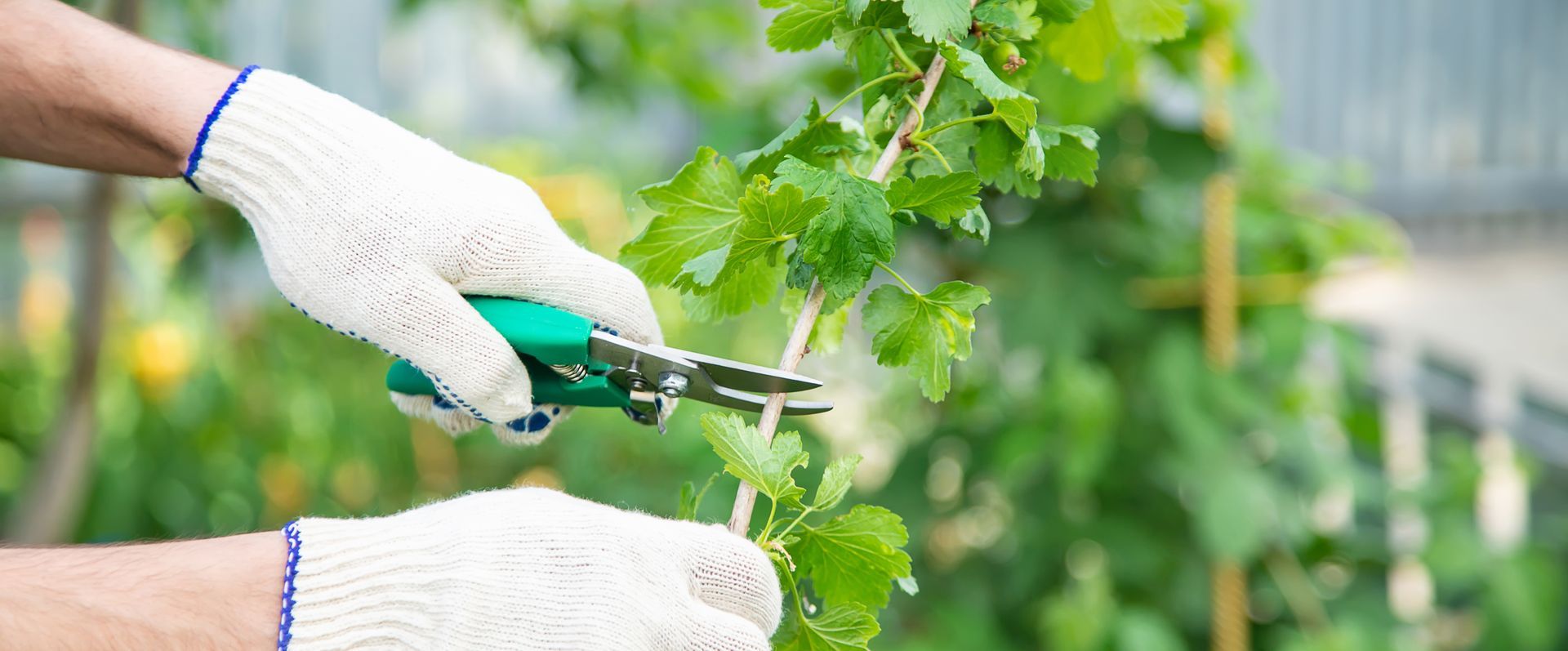 Person wearing white gloves pruning a green leafy plant with green shears.