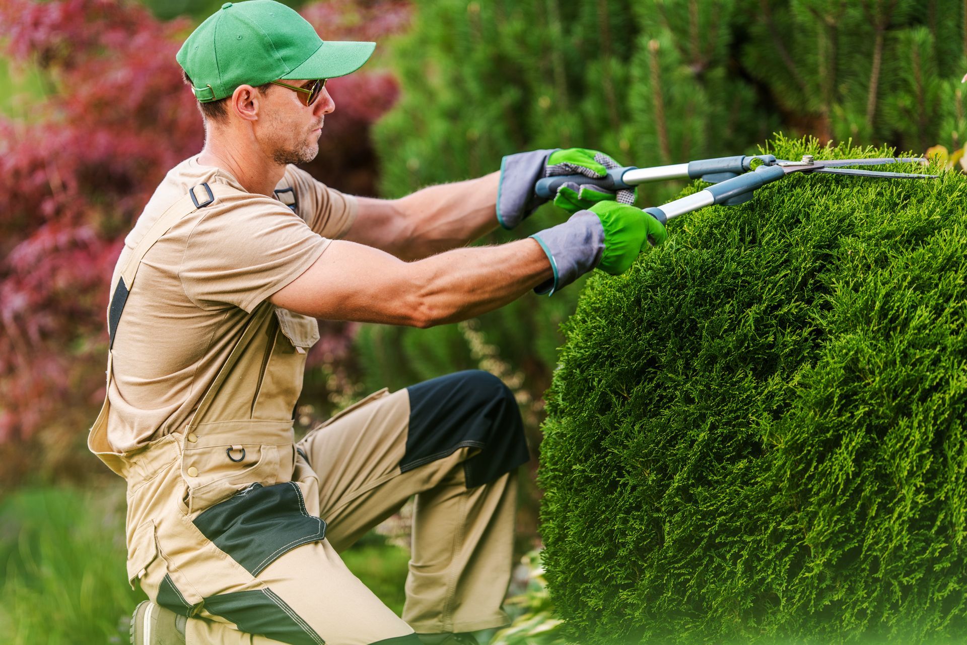 Gardener in khaki work clothes trims a green shrub with hand shears, wearing a green cap and gloves. Gardener in khaki work clothes trims a green shrub with hand shears, wearing a green cap and gloves.