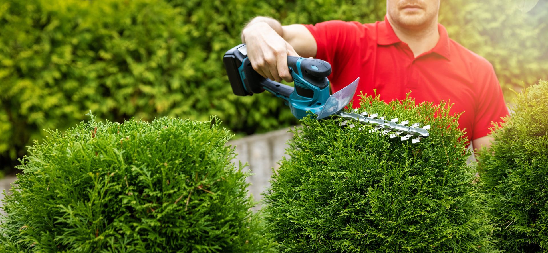 A person in a red shirt uses a hedge trimmer on a green shrub outdoors. A person in a red shirt uses a hedge trimmer on a green shrub outdoors.