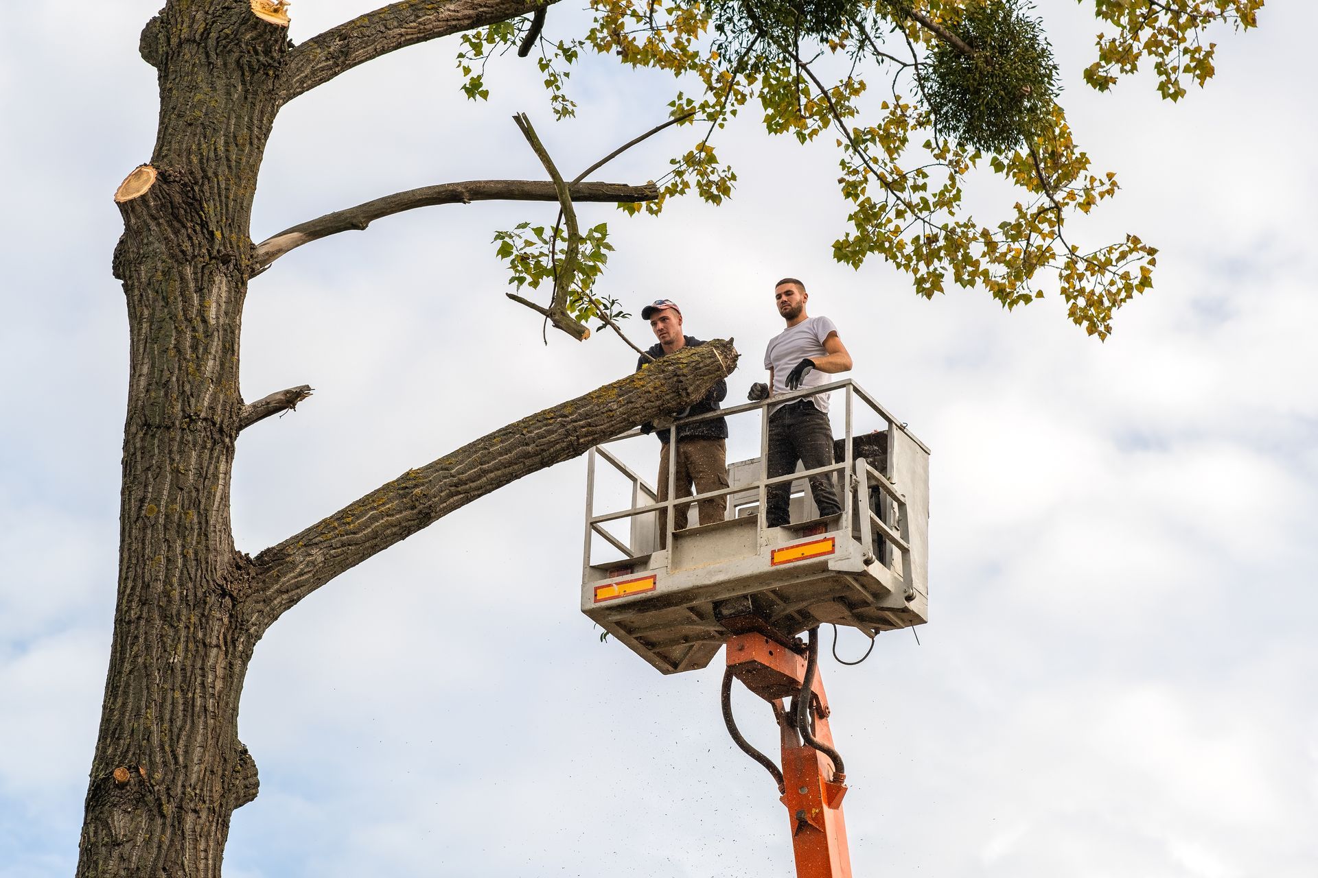 Two workers on a lift trimming a tree branch against a cloudy sky. Two workers on a lift trimming a tree branch against a cloudy sky.