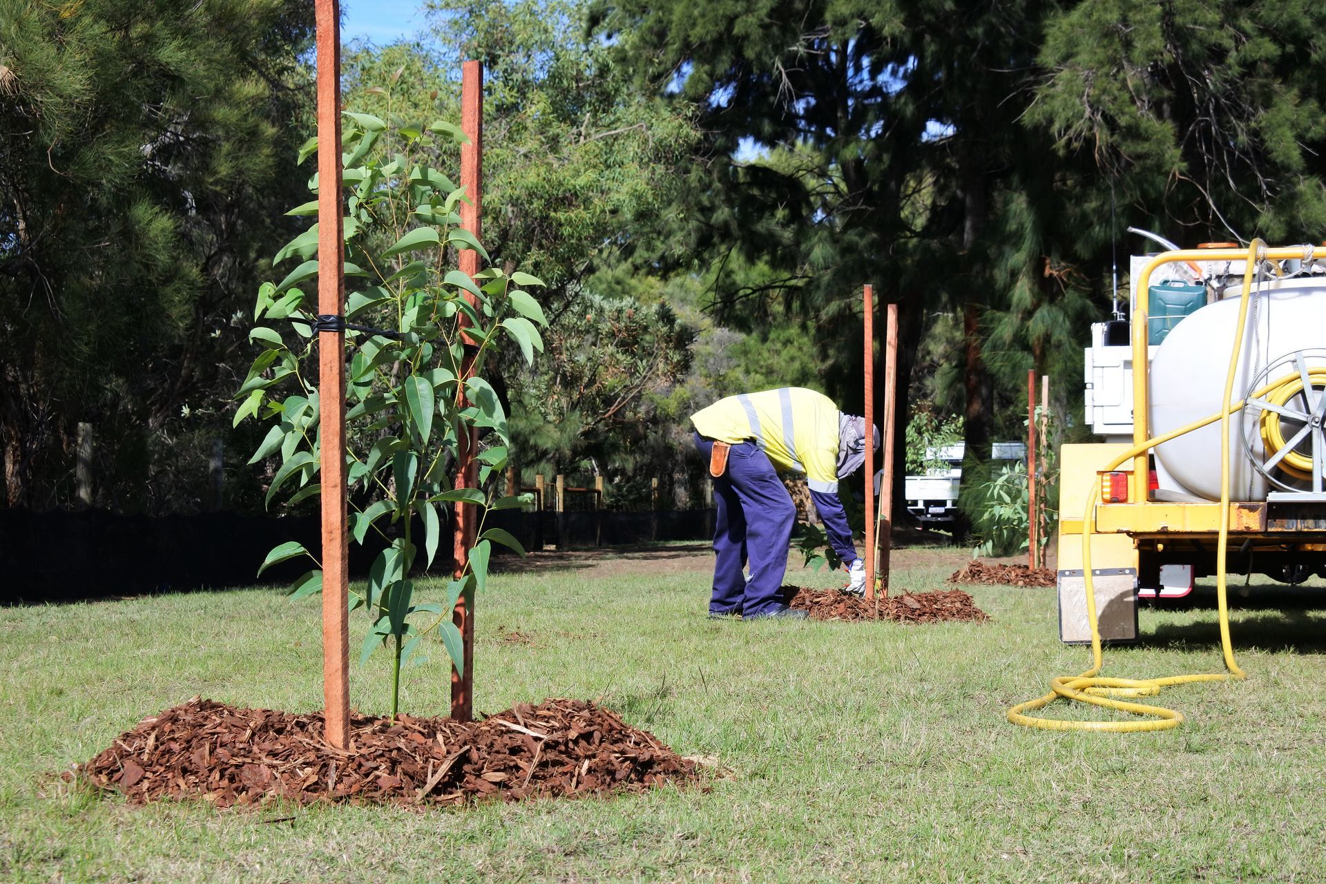 Man planting trees on grass lawn, with water tank and trees supported by stakes. Man planting trees on grass lawn, with water tank and trees supported by stakes.