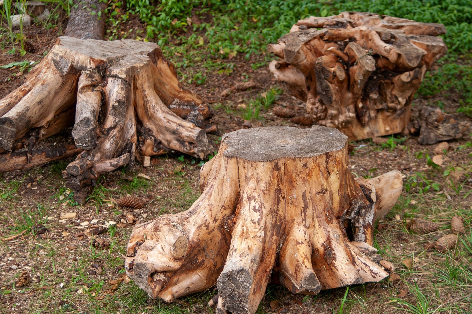 Three tree stumps of varying sizes on the ground with visible roots and weathered wood. Three tree stumps of varying sizes on the ground with visible roots and weathered wood.