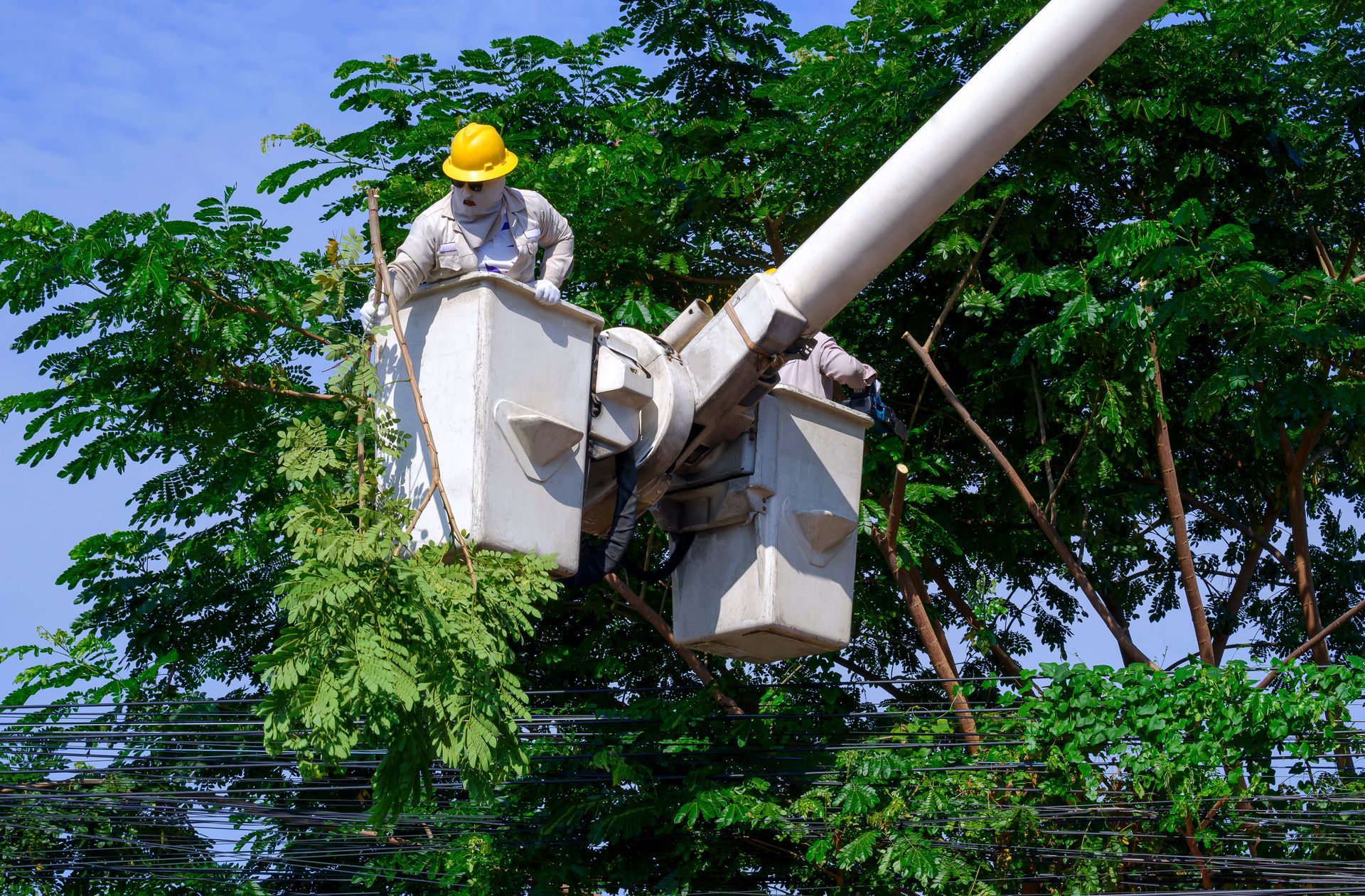 Arborist in a bucket lift trimming tree branches near power lines. Arborist in a bucket lift trimming tree branches near power lines.