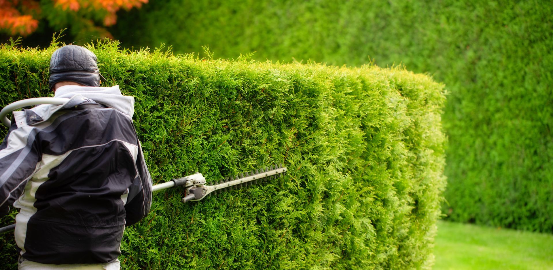 Person trimming a large green hedge with a power trimmer.