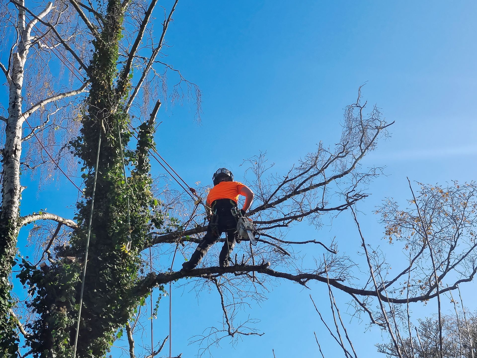 Arborist in orange shirt prunes a tree against a clear blue sky. Arborist in orange shirt prunes a tree against a clear blue sky.