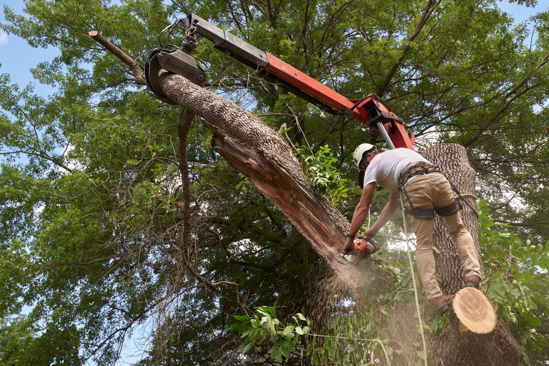 Arborist uses a chainsaw to cut a tree trunk, with an orange crane holding a section, in a tree. Arborist uses a chainsaw to cut a tree trunk, with an orange crane holding a section, in a tree.