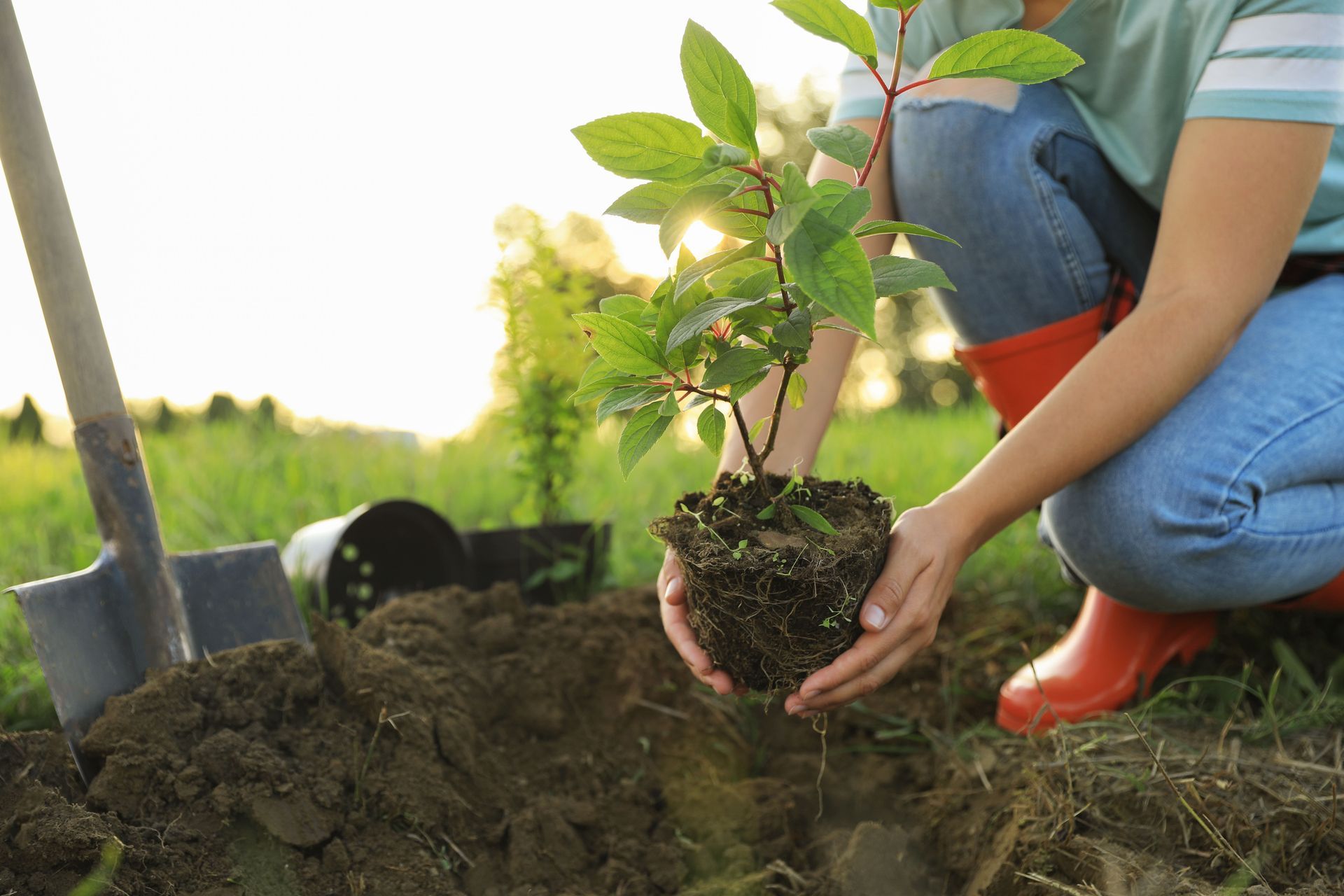 Person planting a tree in a sunny field. Holds sapling with exposed roots. Shovel and potted tree are nearby.